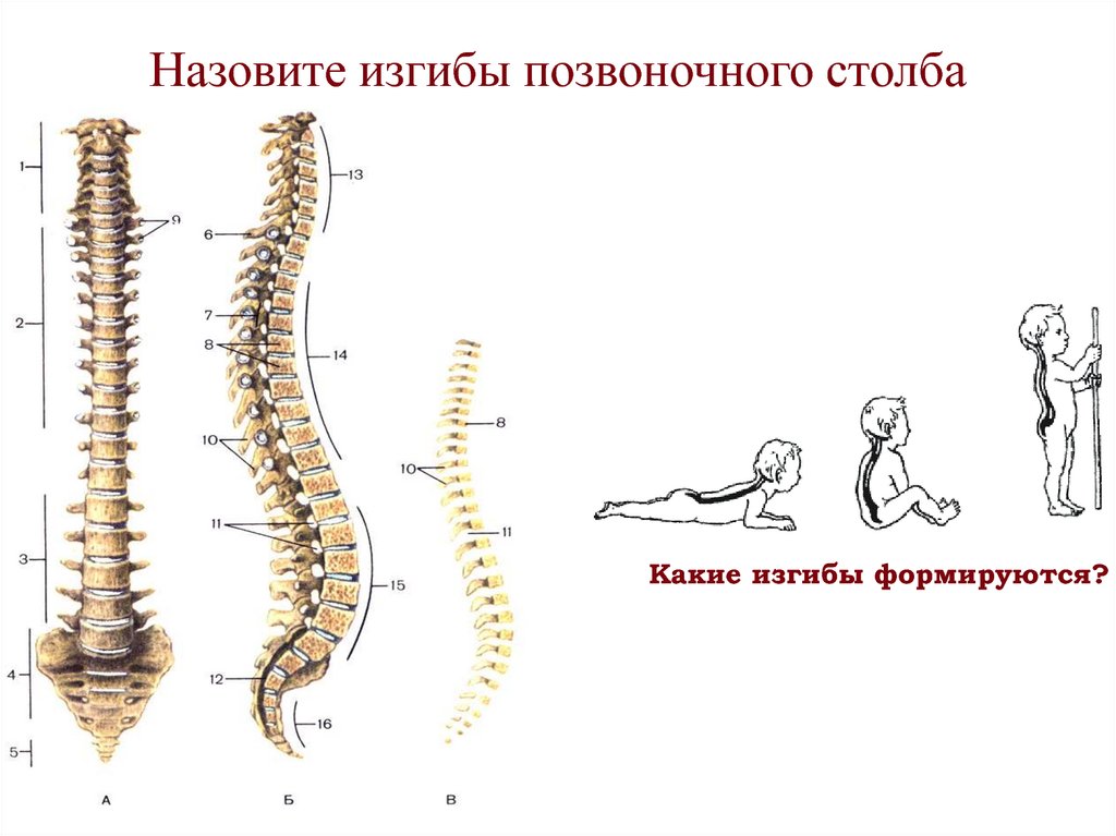 Естественные изгибы позвоночника. Позвоночный столб отделы изгибы. Нормальный позвоночник сбоку. Строение позвоночного столба изгибы. Позвоночный столб отделы изгибы схема.