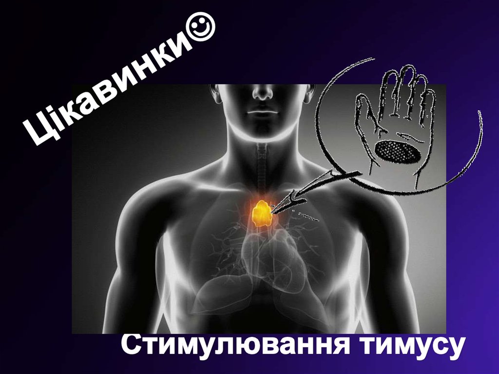 Презентация на тему тимус