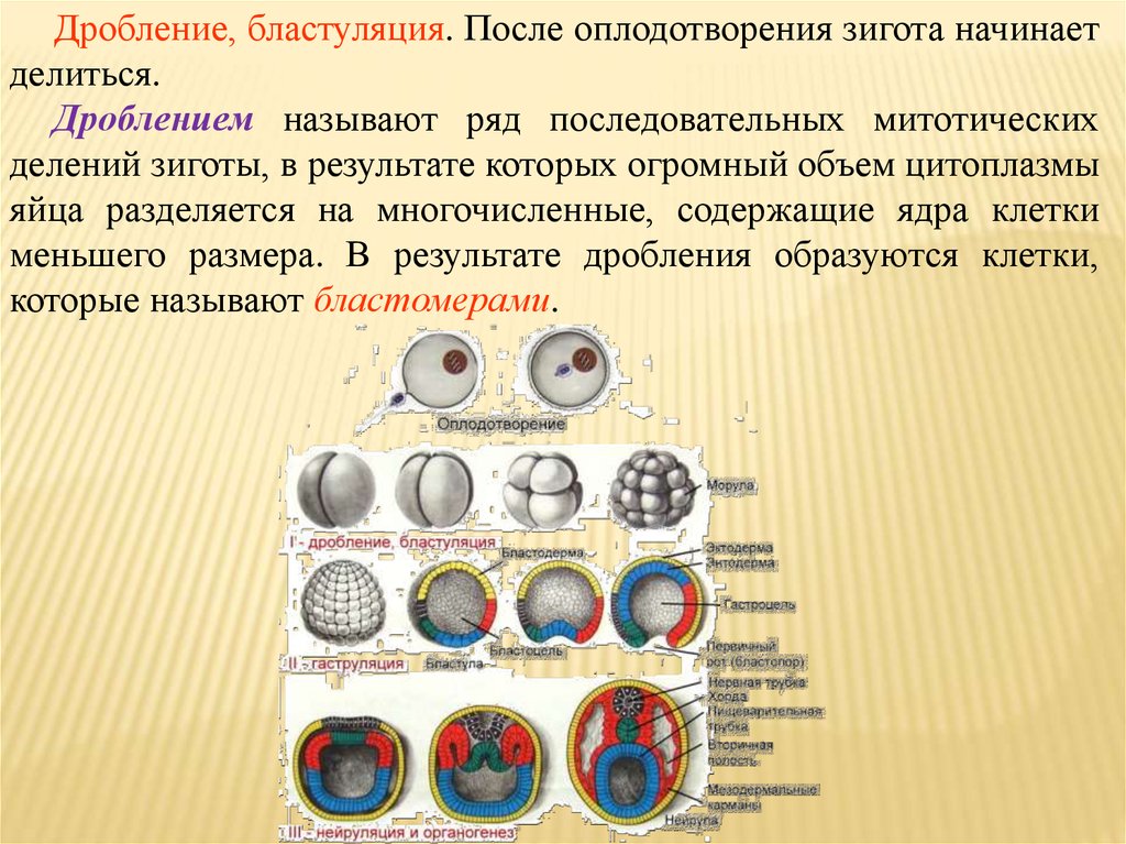 Клетки образующиеся в результате дробления