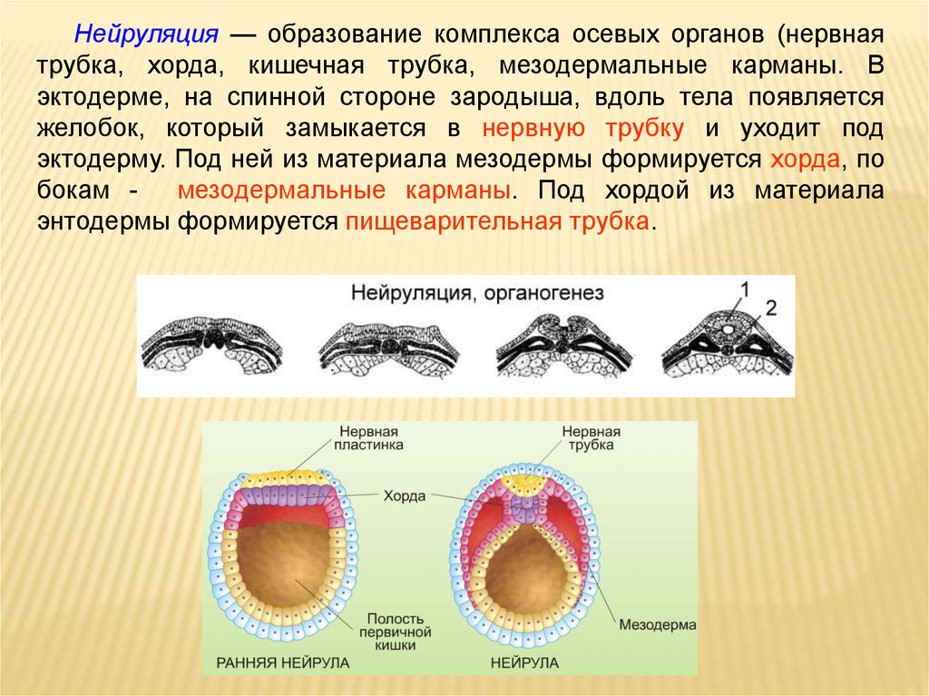 Какие структуры составляют комплекс осевых органов формирующийся к концу стадии указанной на рисунке