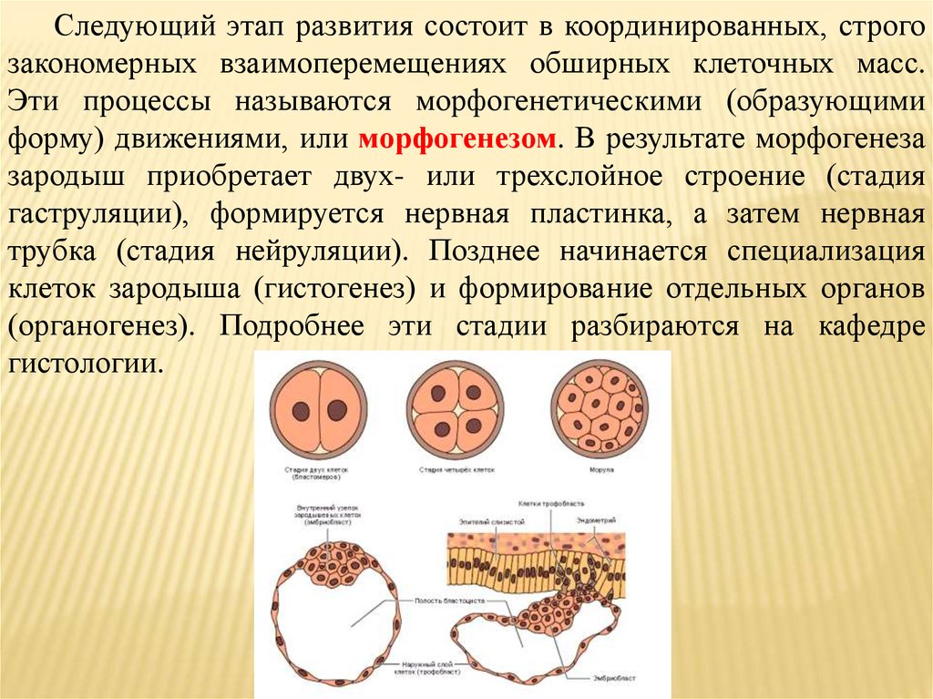 Основа индивидуального развития