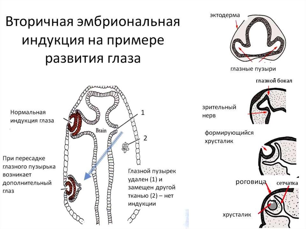 Индукция зародыша. Механизмы онтогенеза. Эмбриональная индукция. Схема первичной эмбриональной индукции. Эмбриональная индукция схема. Ганс Шпеман эмбриональная индукция.