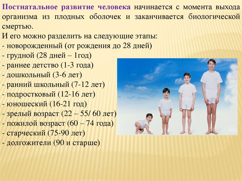 Презентация 8 класс развитие человека возрастные процессы 8 класс