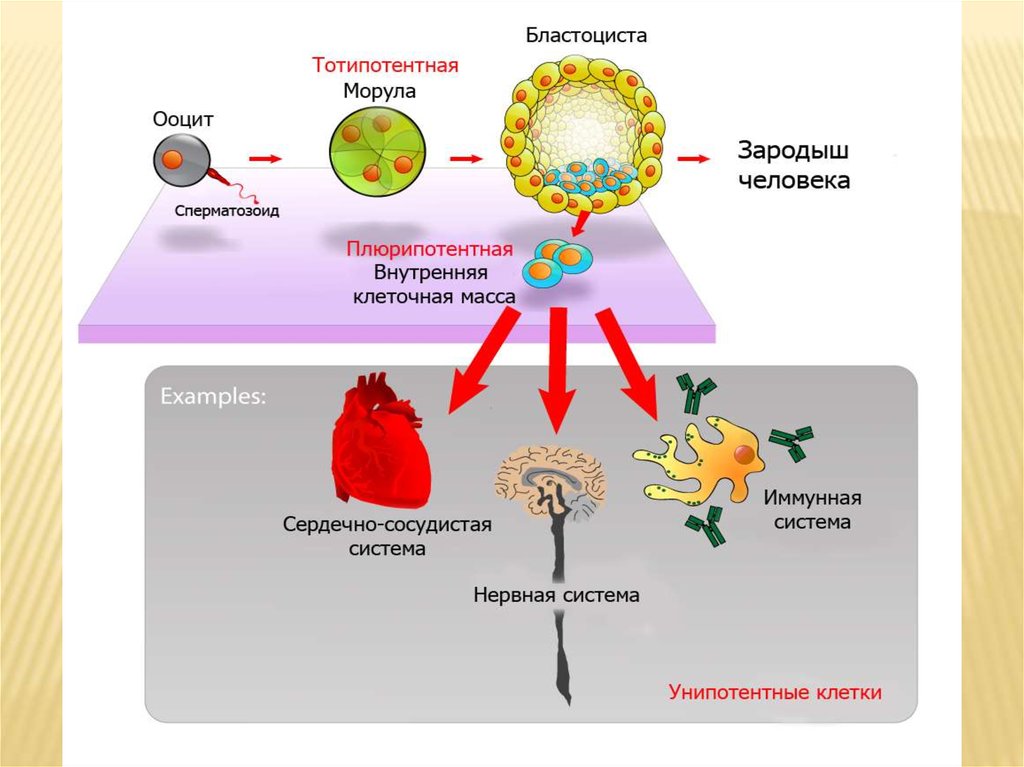 Что такое моторный онтогенез