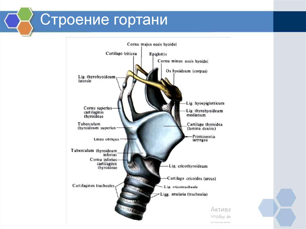 Гортань анатомия. Строение гортани медунивер. Строение трахеи и гортани у собак. Строение собачьей гортани. Строение гортани анатомия животных.