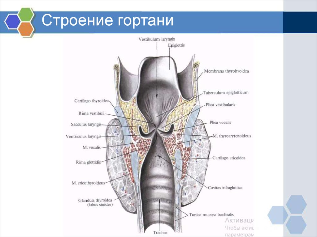 Гортань - online presentation