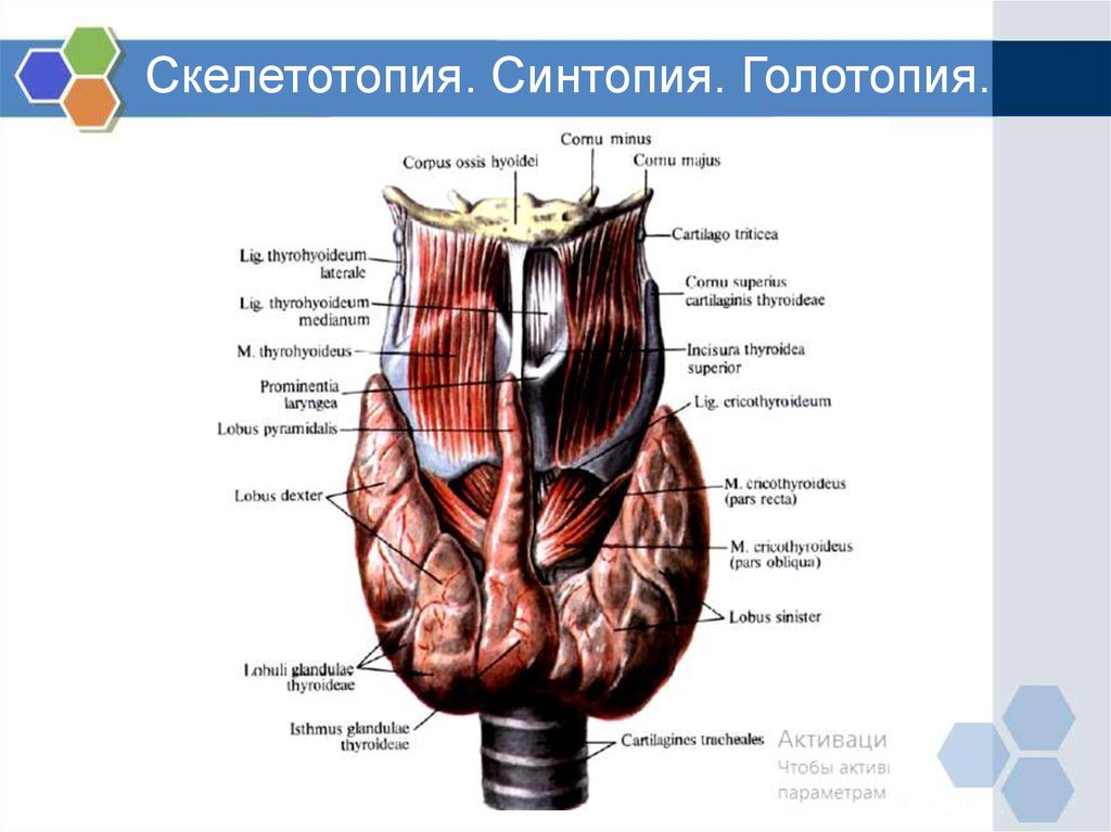 Гортань - online presentation