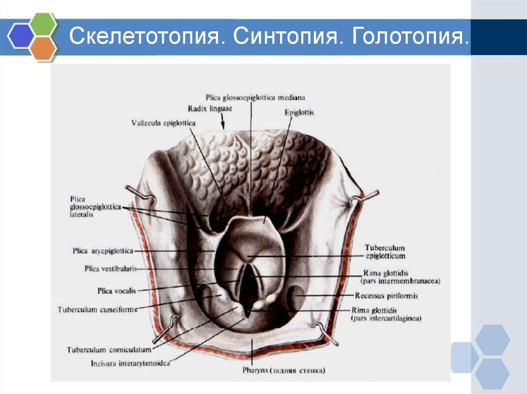 Гортань - online presentation