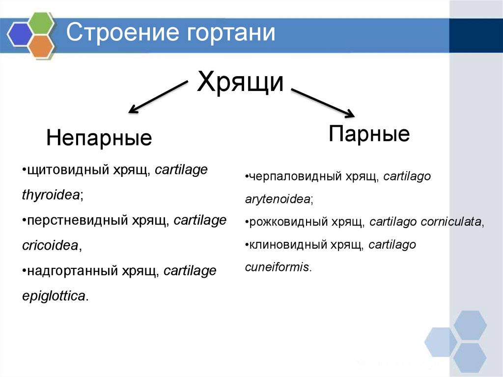 Гортань - online presentation