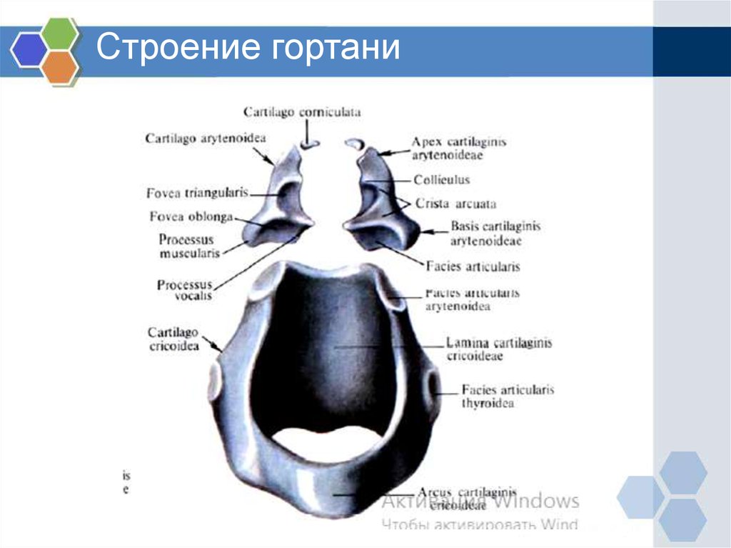 Анатомия гортани картинка