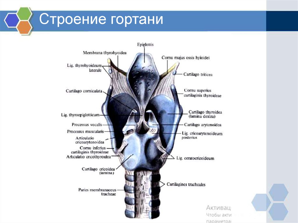 Гортань топография строение функции