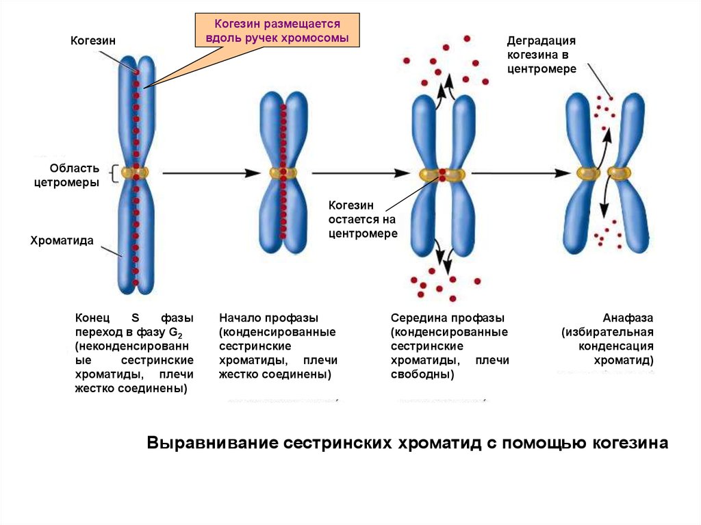 Спаривание хромосом. Структурно-функциональная организация хромосом. Функция сестринских хроматид. Строение хромосомы хроматиды. Сестринские хроматиды это кратко.