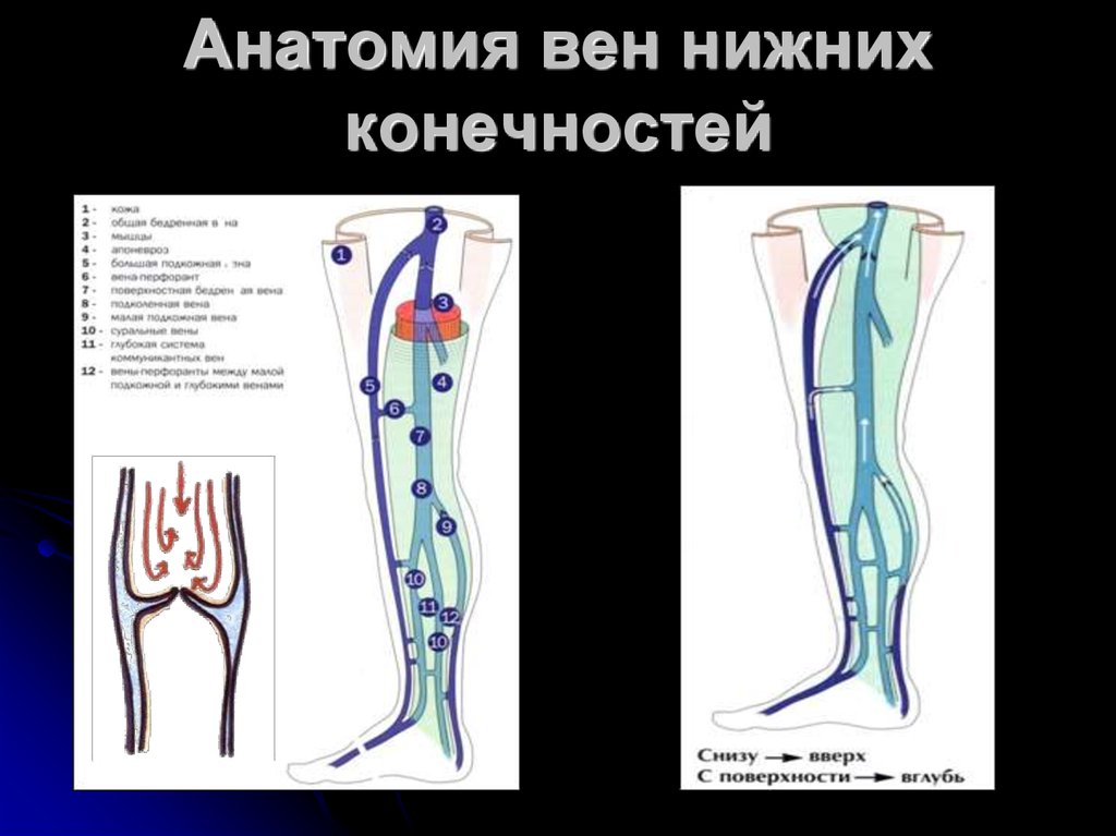 Карта вен нижних конечностей. Клапаны вен нижних конечностей анатомия. Остиальные клапаны вен нижних конечностей. Вены нижних конечностей анатомия клапаны.