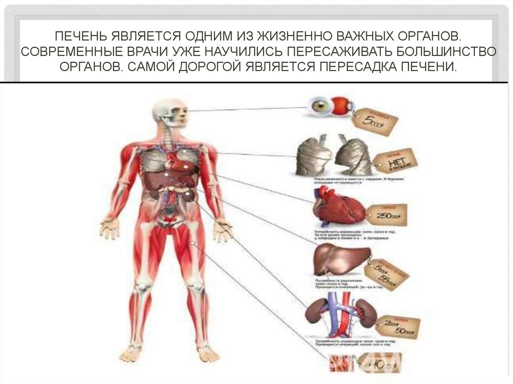 Какие органы продают люди. Жизненно важные органы. Стоимость органов человека. Продажа человеческих органов. Жизненговажнын органы.