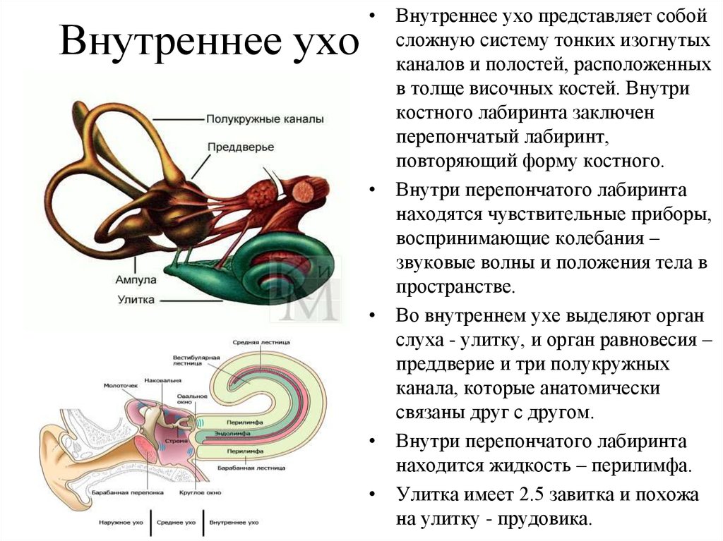 Внутреннее ухо кратко. Внутреннее ухо строение и функции анатомия. Внутреннее ухо строение улитки. Строение и функции улитки внутреннего уха. Улитка уха строение и функции.