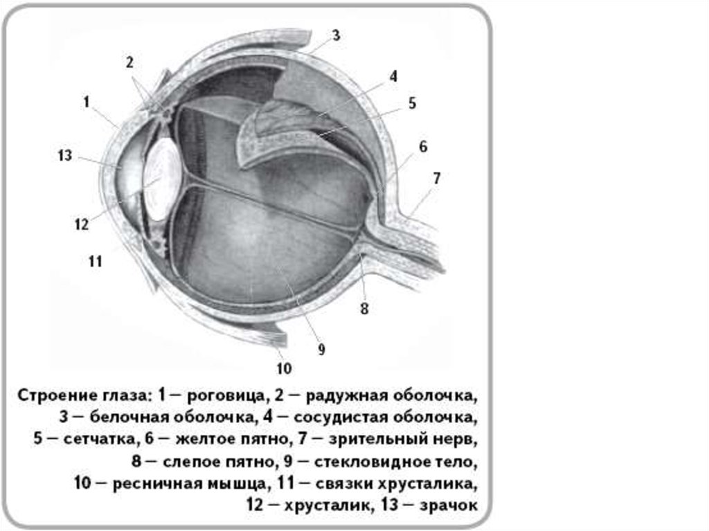 Орган зрения строение и функции глаза