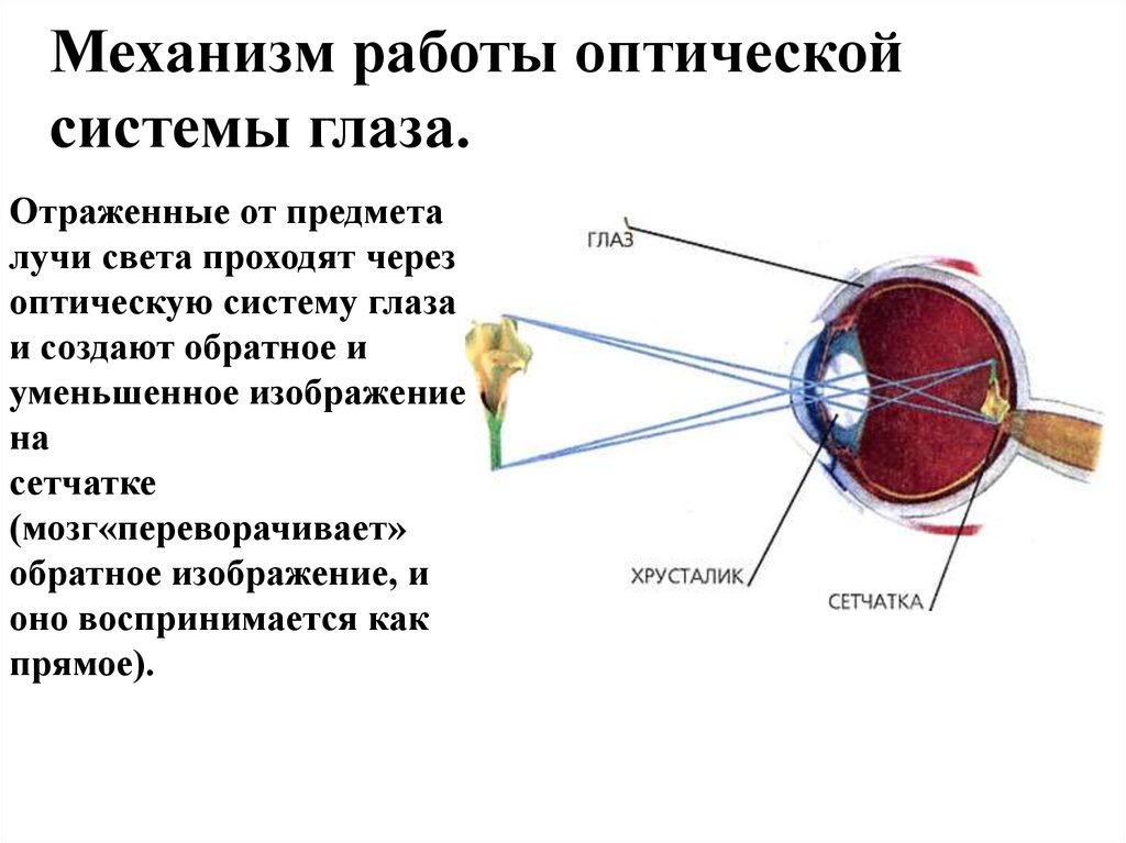 Оптическая система глаза. Ход лучей через оптическую систему глаза. Механизм работы оптической системы глаза. Какое образование относят к оптической системе глаза