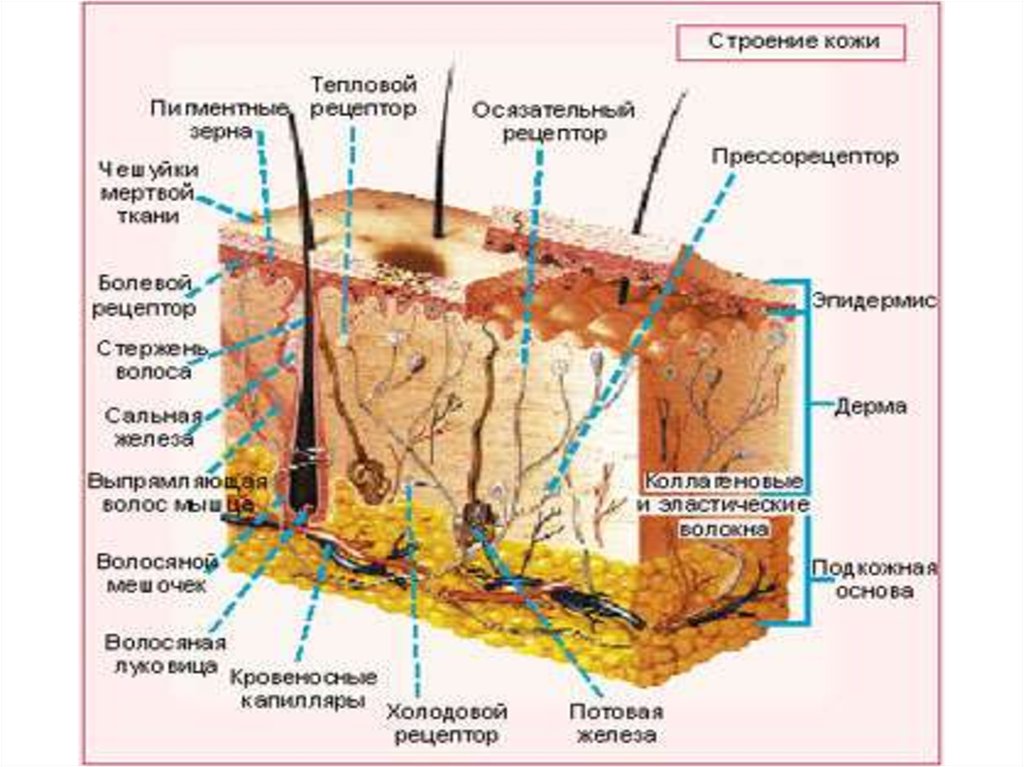 Строение кожи в картинках