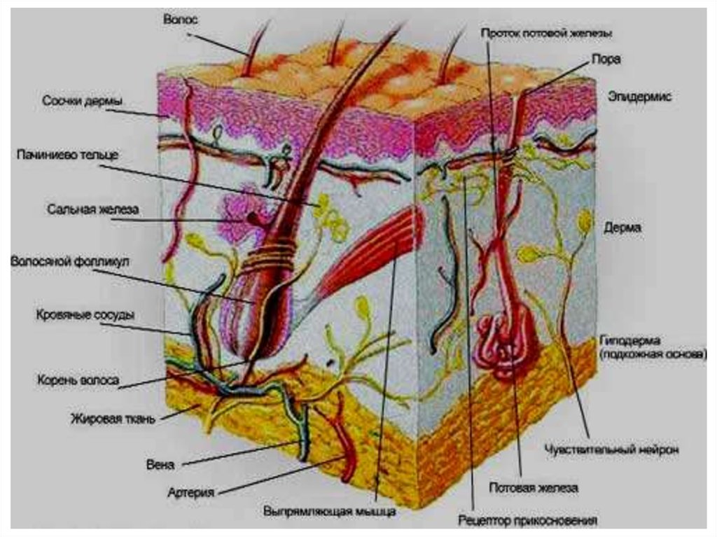 Слои кожи человека рисунок