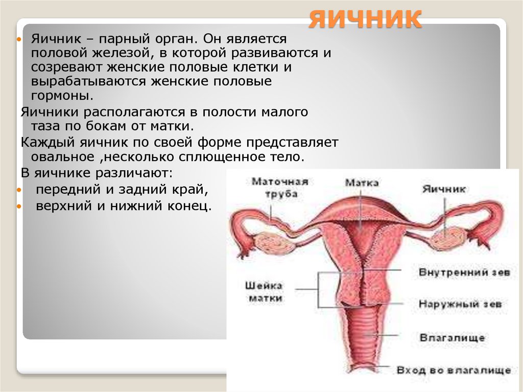 Железа женские органы
