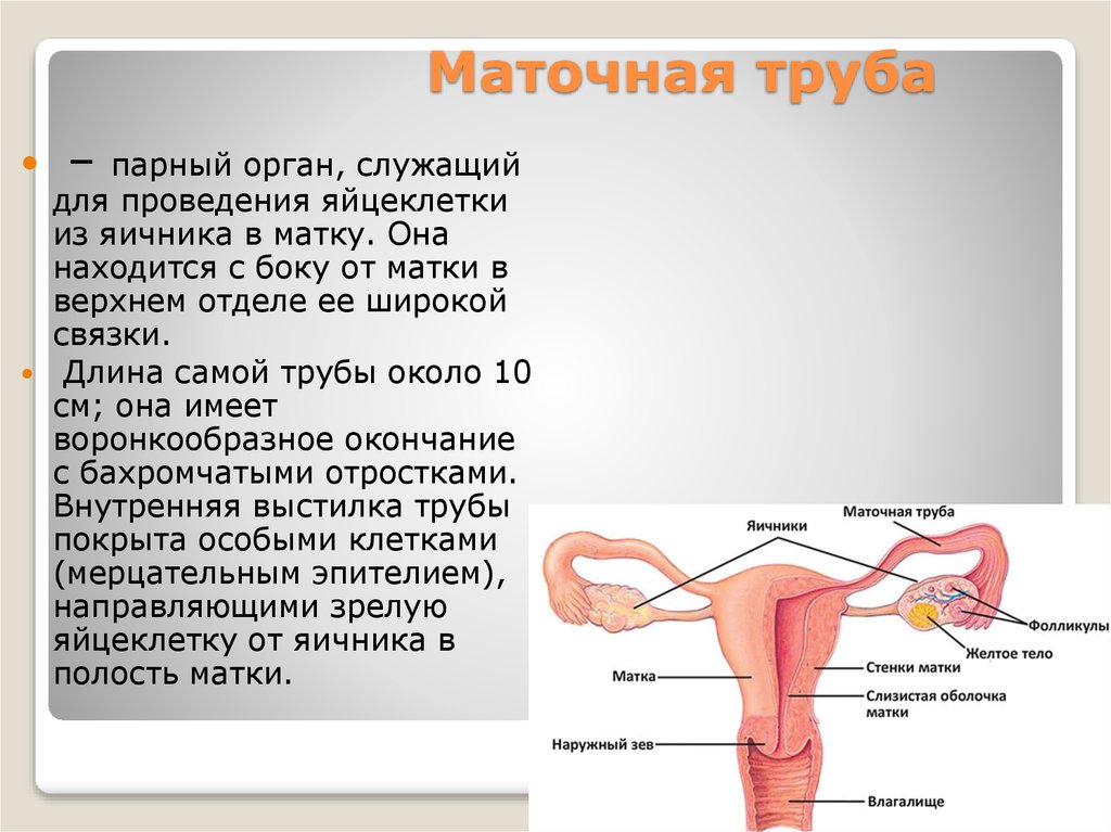 Женская половая труба. Маточные трубы и матка строение и функции. Матка. Маточные трубы. Яичники: анатомия и строение. Строение маточной трубы анатомия отделы. Строение маточной трубки.