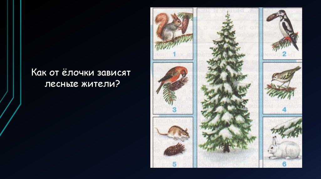 Схема невидимых нитей в осеннем лесу. Невидимые нити в зимнем. Невидимые нити в лесу. Невидимые нити в осеннем лесу ель. Невидимые нити в лесу окружающий мир.