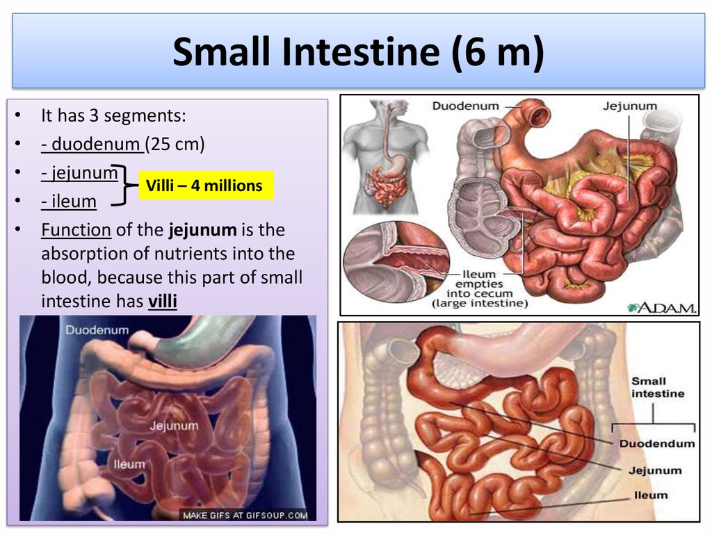 Small Intestine (6 m)
