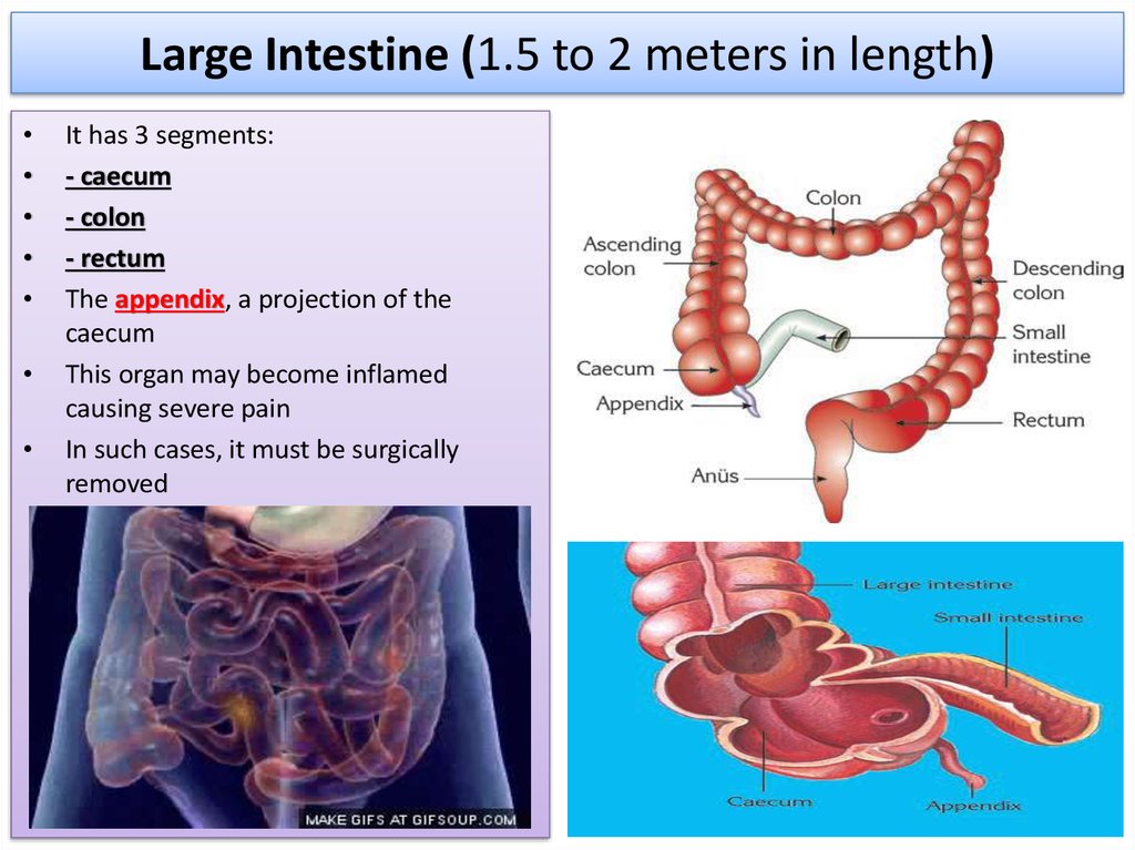 Large Intestine (1.5 to 2 meters in length)