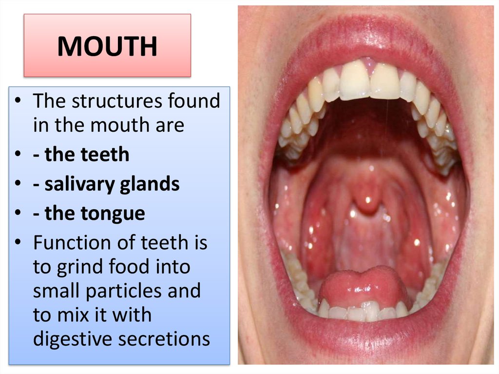 Mouth Diagram Digestive System