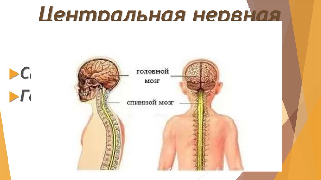 Центральная нервная система (ЦНС)