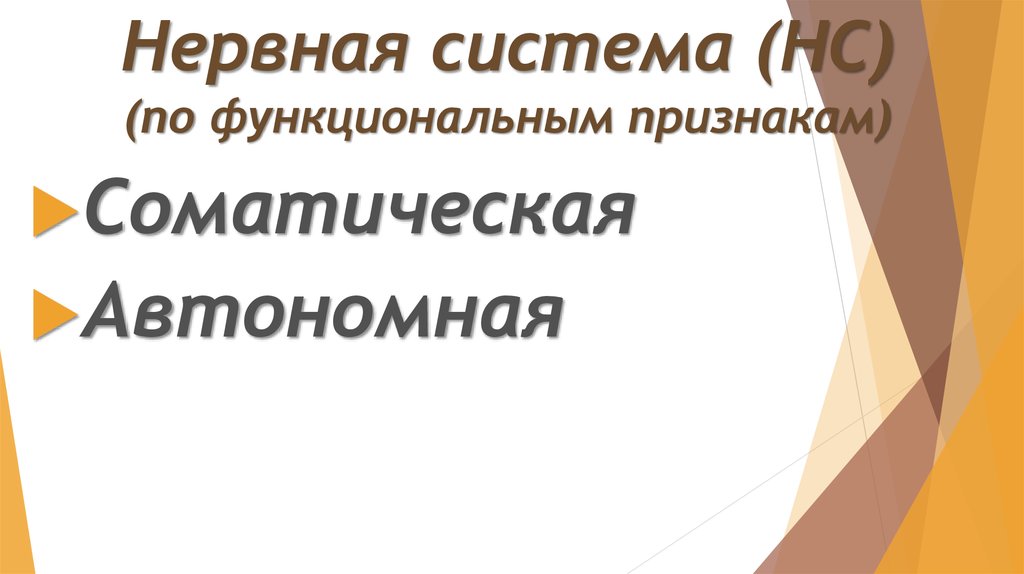 Нервная система (НС) (по функциональным признакам)