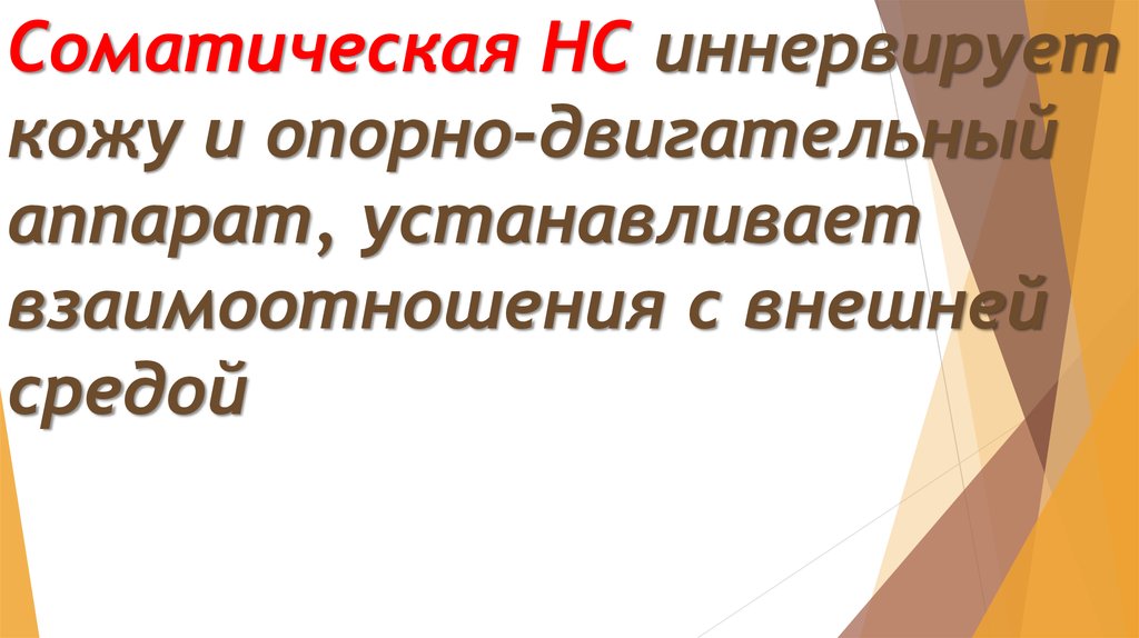 Соматическая НС иннервирует кожу и опорно-двигательный аппарат, устанавливает взаимоотношения с внешней средой