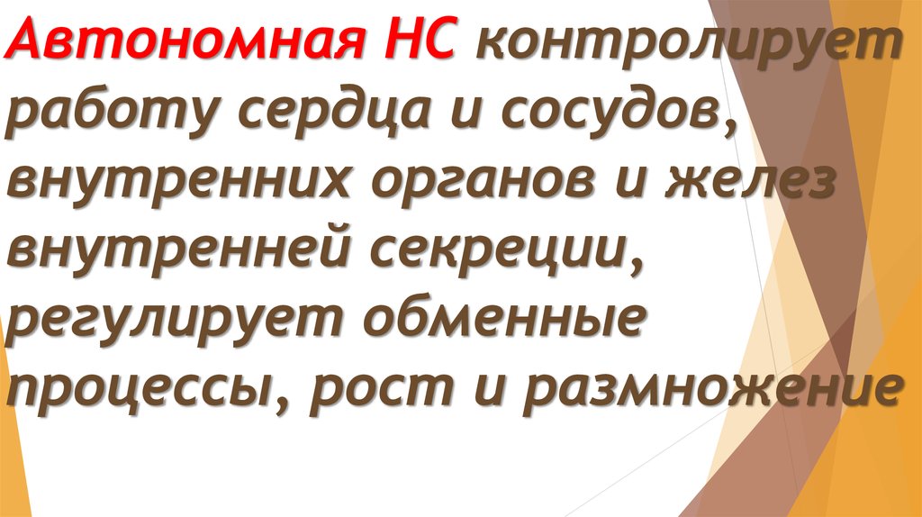 Автономная НС контролирует работу сердца и сосудов, внутренних органов и желез внутренней секреции, регулирует обменные
