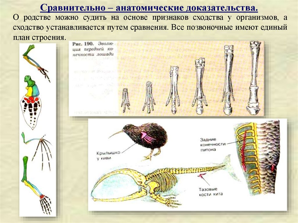 Примеры сравнительно анатомических доказательств эволюции. Сравнительно анатомические доказательства эволюции животных. Сравнительно-анатомические доказательства. Сравнительно-анатомические доказательства эволюции примеры.
