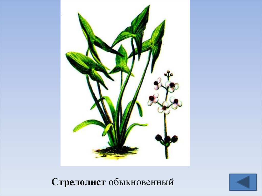 Стрелолист обыкновенный. Стрелолист обыкновенный (Sagittaria sagittifolia). Стрелолист обыкновенный семейство. Стрелолист двудольное или однодольное.