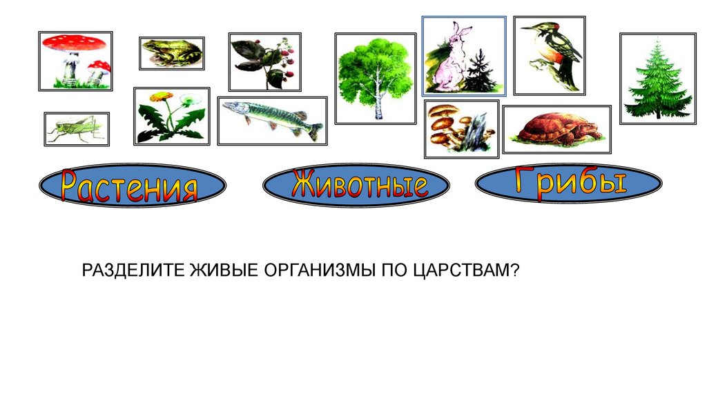 Царства живых организмов 6 класс. Деление живых организмов. Схема живых организмов. Раздел живые организмы биология. На какие группы делят живые организмы.