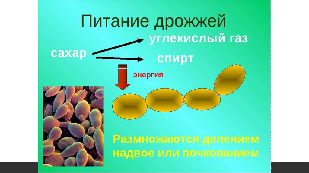 Одноклеточные грибы рисунок