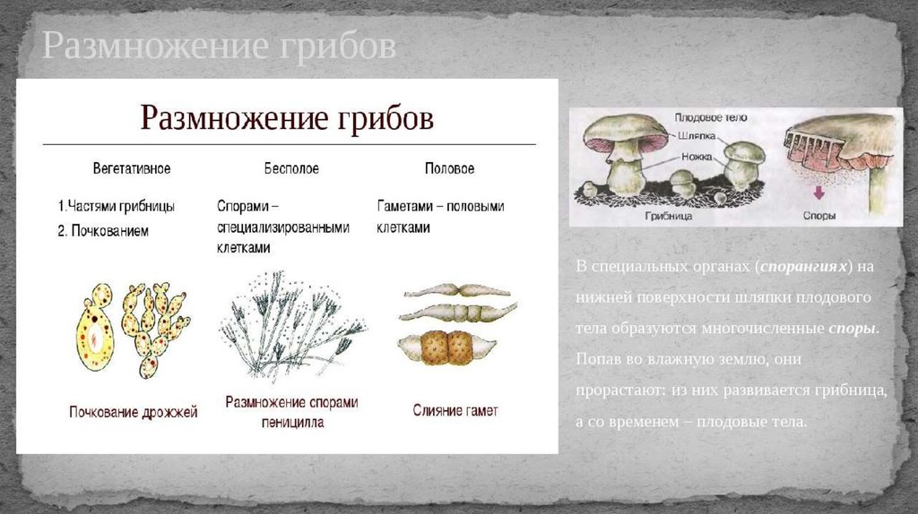 Вегетативные споры грибов. Половая система грибов. Размножение грибов. Вегетативное размножение грибов. Бесполое размножение грибов.
