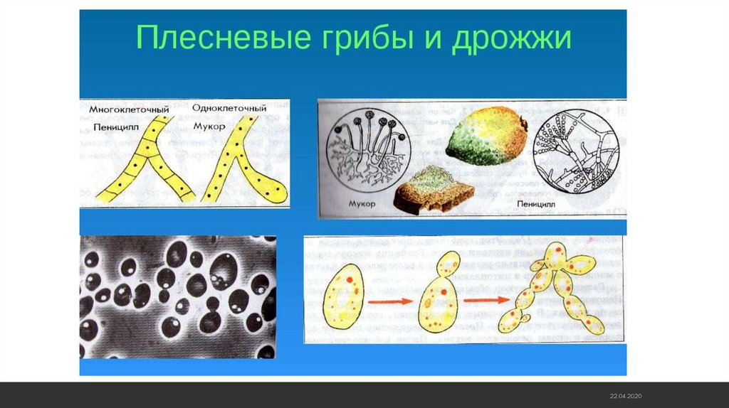 Проект 9 класс биология плесень