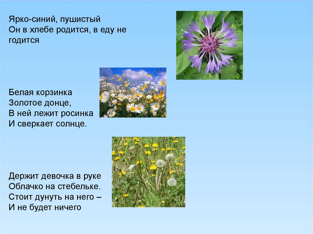 Загадка белая корзинка золотое солнце. Белая корзинка золотое Донце в ней лежит Росинка и сверкает солнце. Загадка что в хлебе родится а есть не годится. Белая корзинка золотое Донце. Ярко синий и пушистый цветок на лугу не душистый.