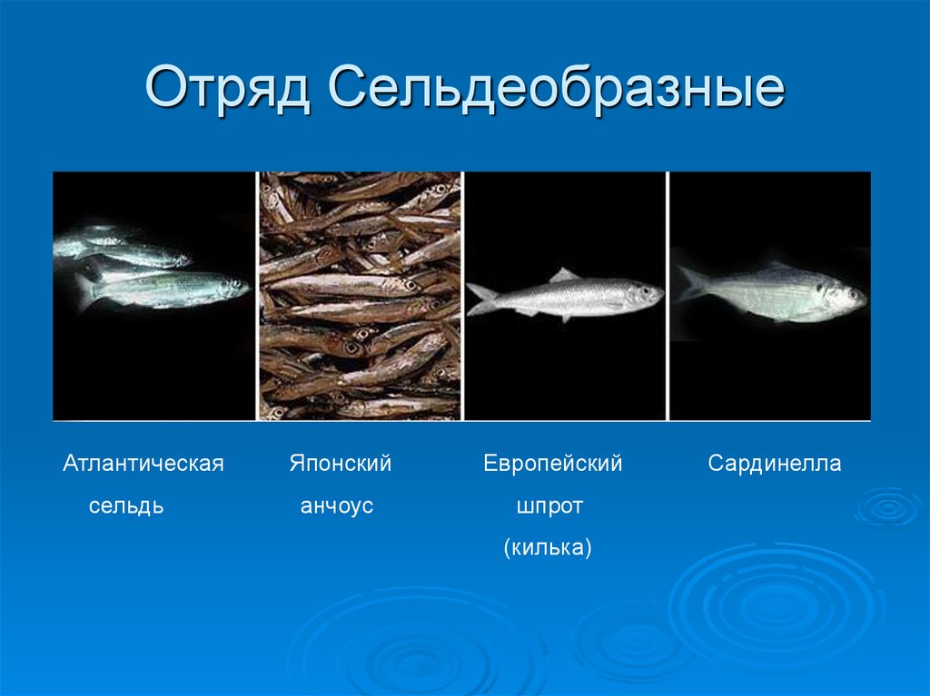 Представители отряда сельдеобразные. Сельдеобразные сельдь. Отряд. Сельдеобразные, биология. Отряд Сельдеобразные представители. Отряд Сельдеобразные рыбы представители.