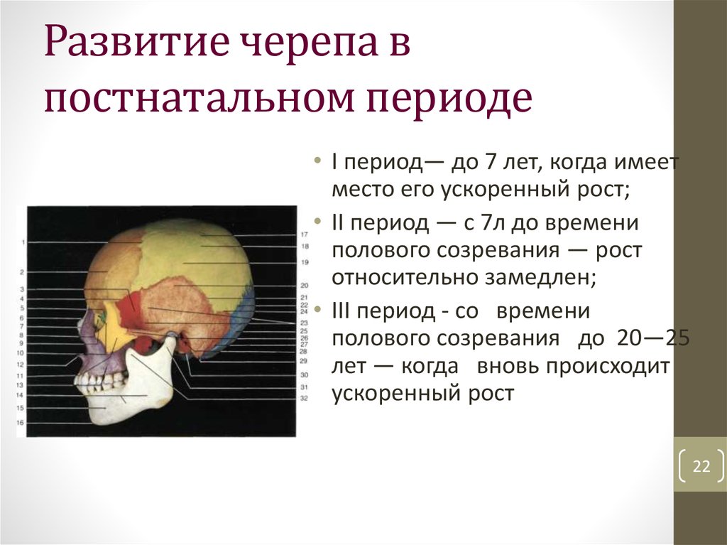 Возрастная анатомия черепа