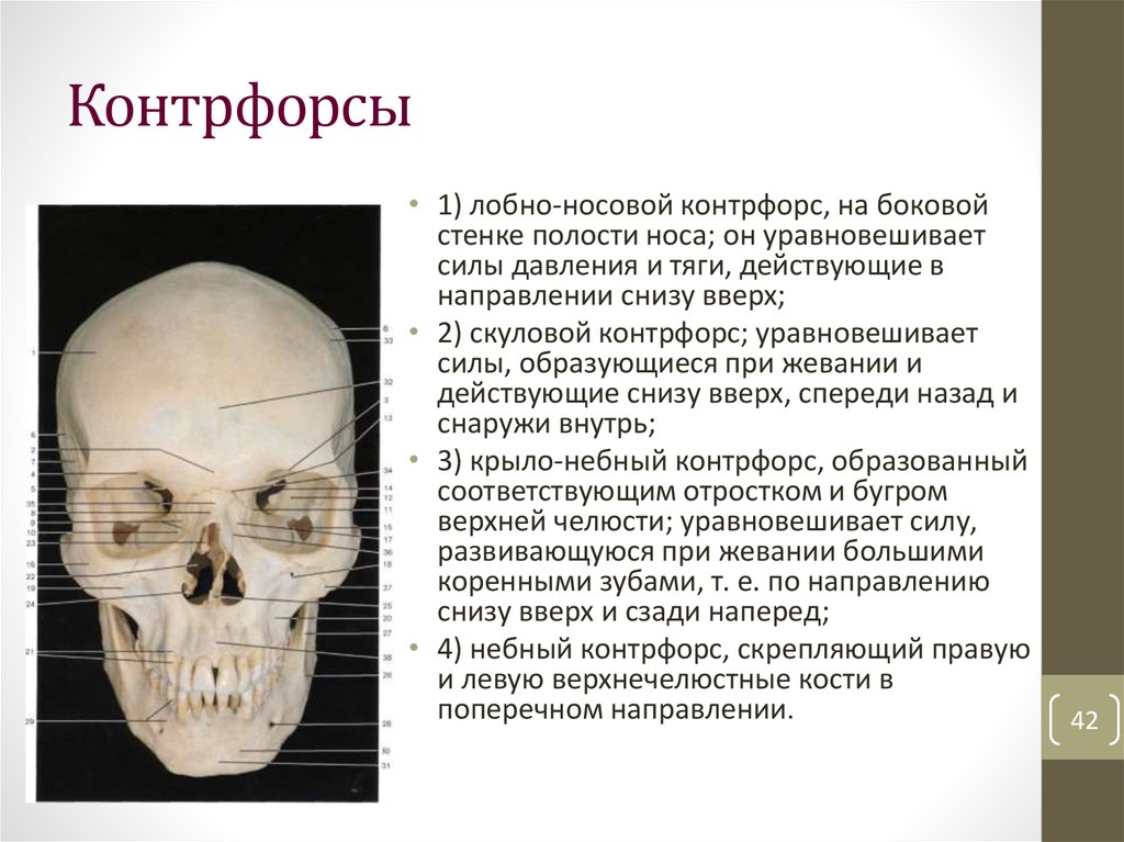 Возрастная анатомия черепа. Лобно скуловой КОНТРФОРС. Контрфорсы верхней челюсти. Контрфорсы верхней и нижней челюсти. Крылонебный КОНТРФОРС.