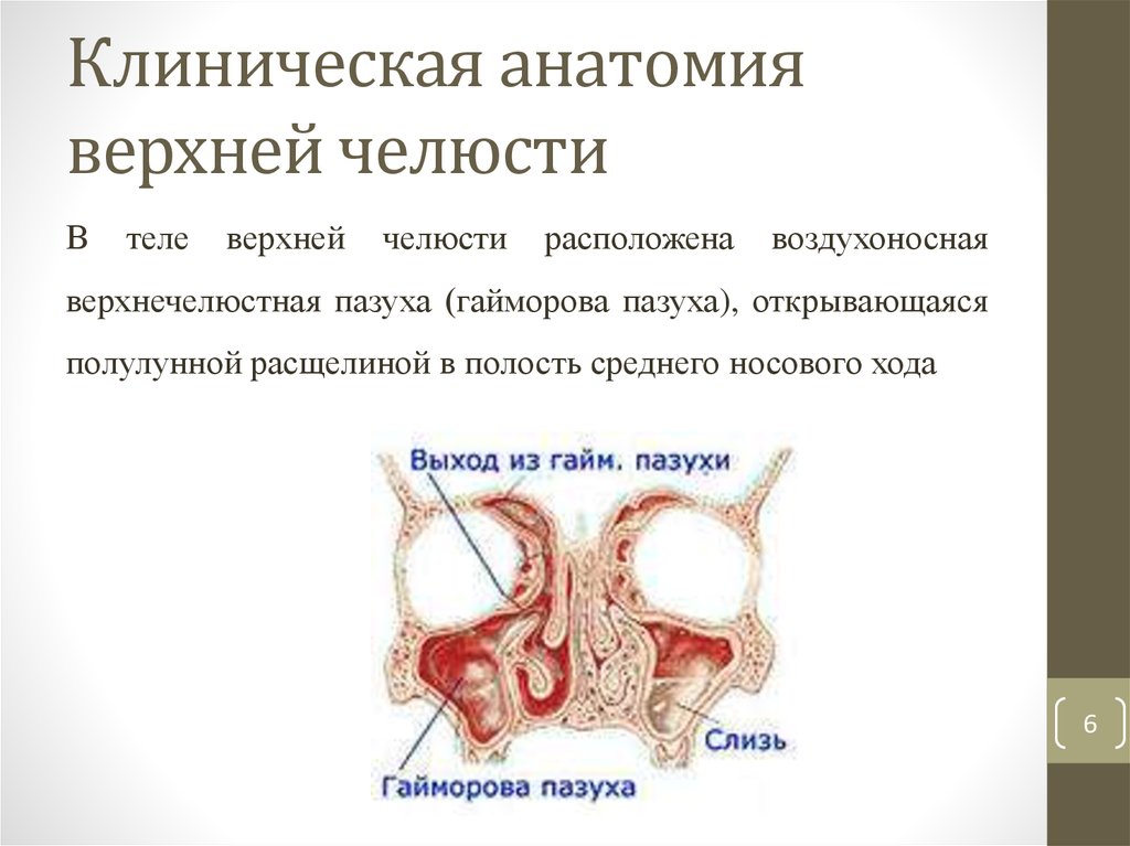 Анатомия верхнечелюстной пазухи презентация