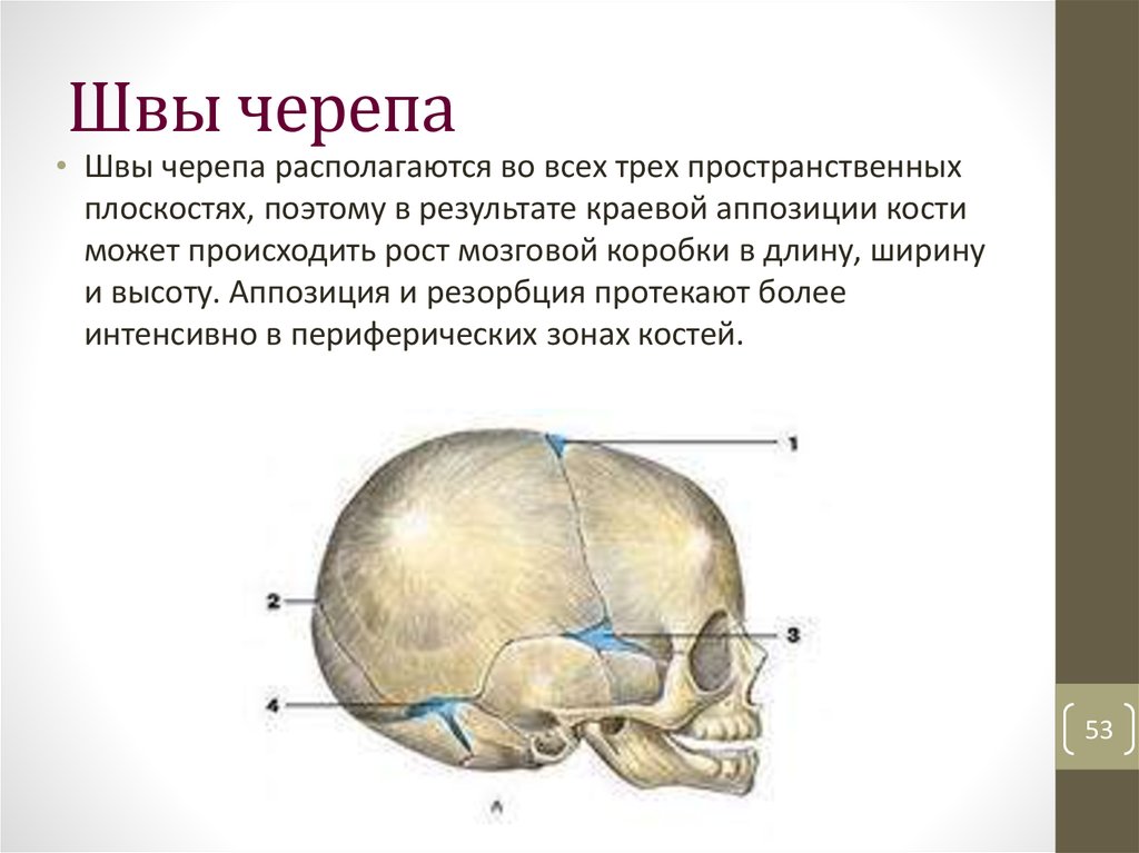 Виды черепов человека по расам фото