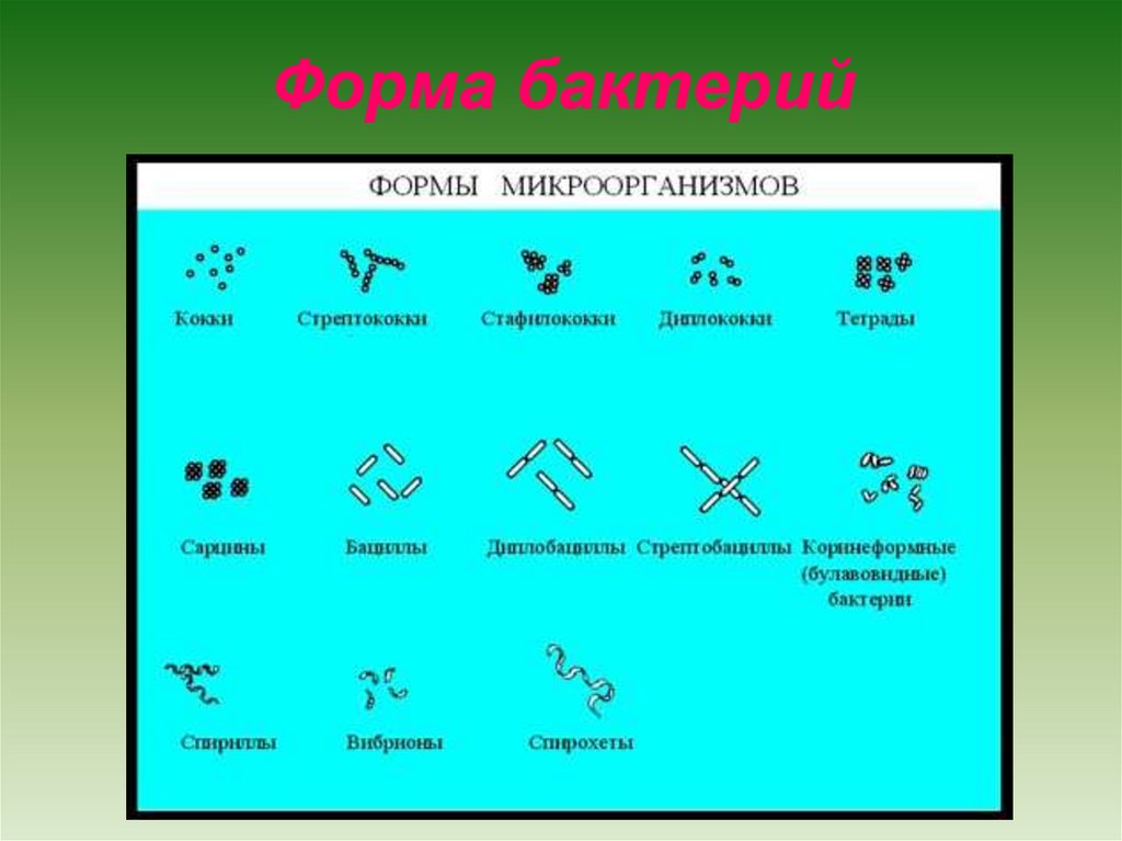 Назовите формы бактериальных клеток. Название форм бактериальных клеток. Формы бактерий. Основные формы бактерий. Формы бактерий и их названия.