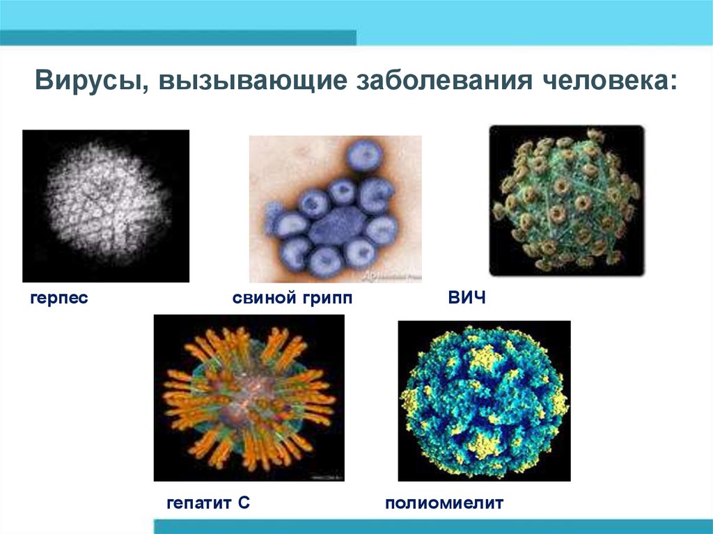 Какие бывают заболевания человека. Вирусы вызывающие болезни человека. Вирусы биология. Заболевания вызываемые вирусами у человека. Вирусы биология 9 класс.