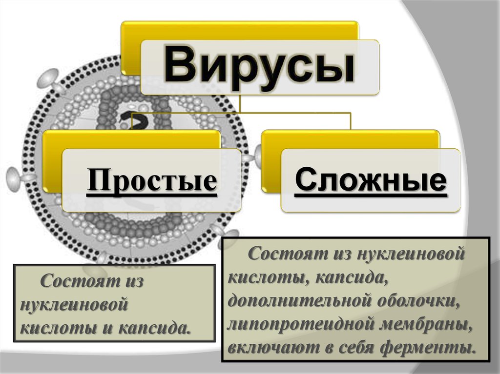 Сложные вирусы. Простые и сложные вирусы. Простые и сложные вирусы примеры. Строение простых и сложных вирусов. Вирусы простые и сложные схема.