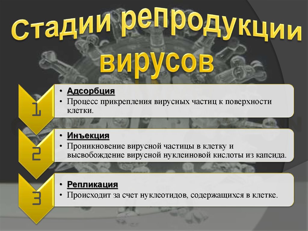 Стадии репродукции. Этапы репродукции вирусов. Этапы процесса репродукции. Этапы репродукции вируса в клетке. Стадии продукции вирусов.