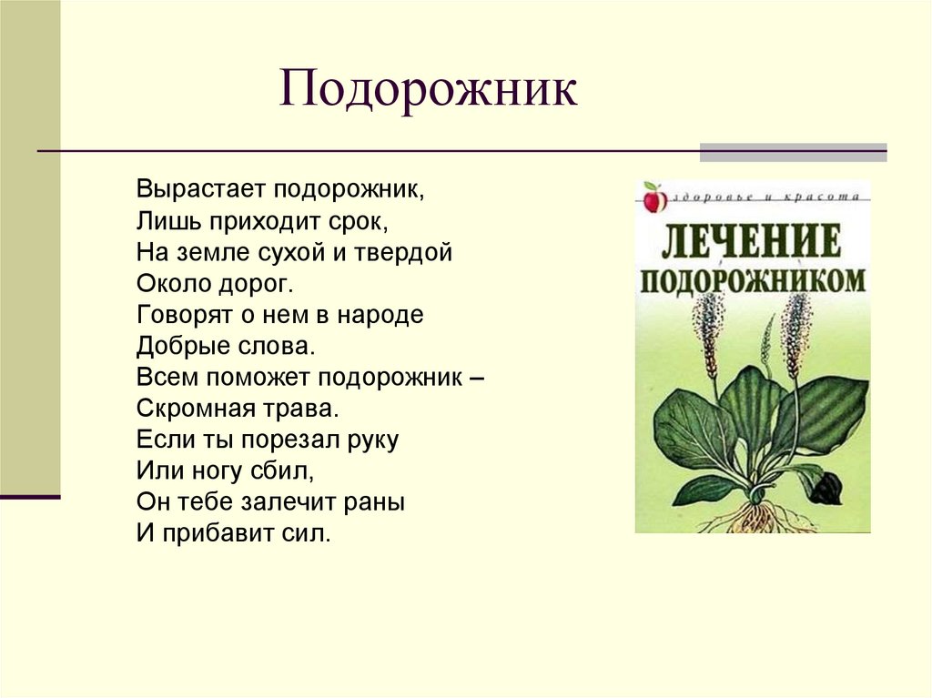 Презентация по окружающему миру 4 класс лекарственные растения